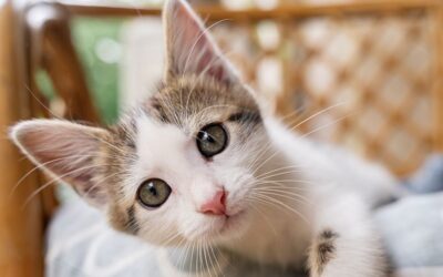 Grain-Free Cat Food in Menlyn