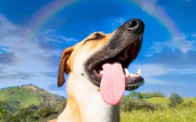 High-Quality Dog Food in Menlyn