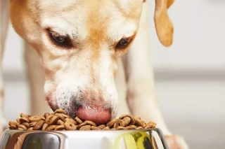 Premium Pet Food Menlyn