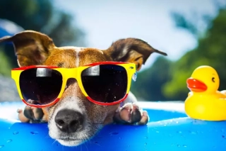 Quality Pet Products in Menlyn