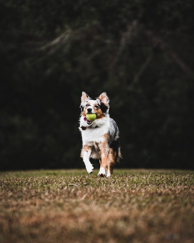 "Dog