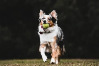 South Africa’s Favourite Dog and Cat Breeds