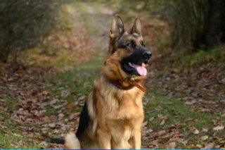 Supplements for Pets: Do They Really Need Them?
