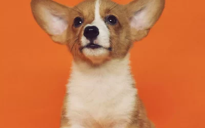 How to Spot Food Issues in Pets