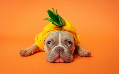 Pet Feeding Tips for South African Summers