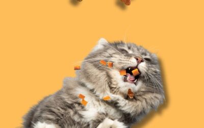 How Often Should You Feed Your Pet? (and Other FAQs)