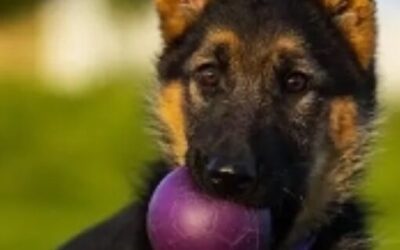 Finding the Right Food for Your Dog’s Breed, Age, and Activity Level