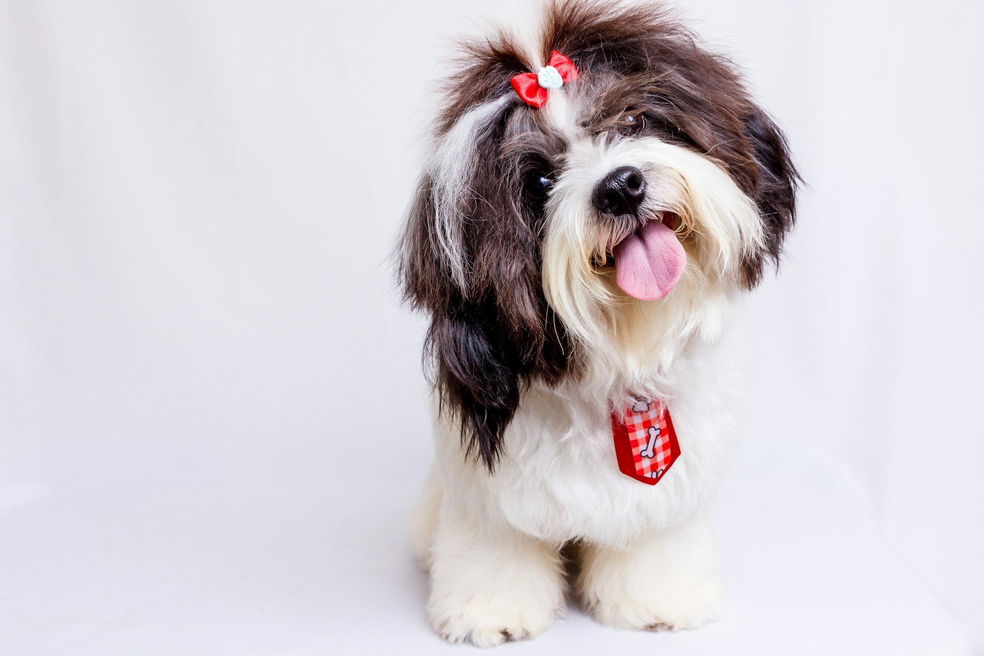 Pet Grooming Tips