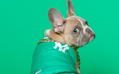 Common Pet Health Issues and How to Prevent Them