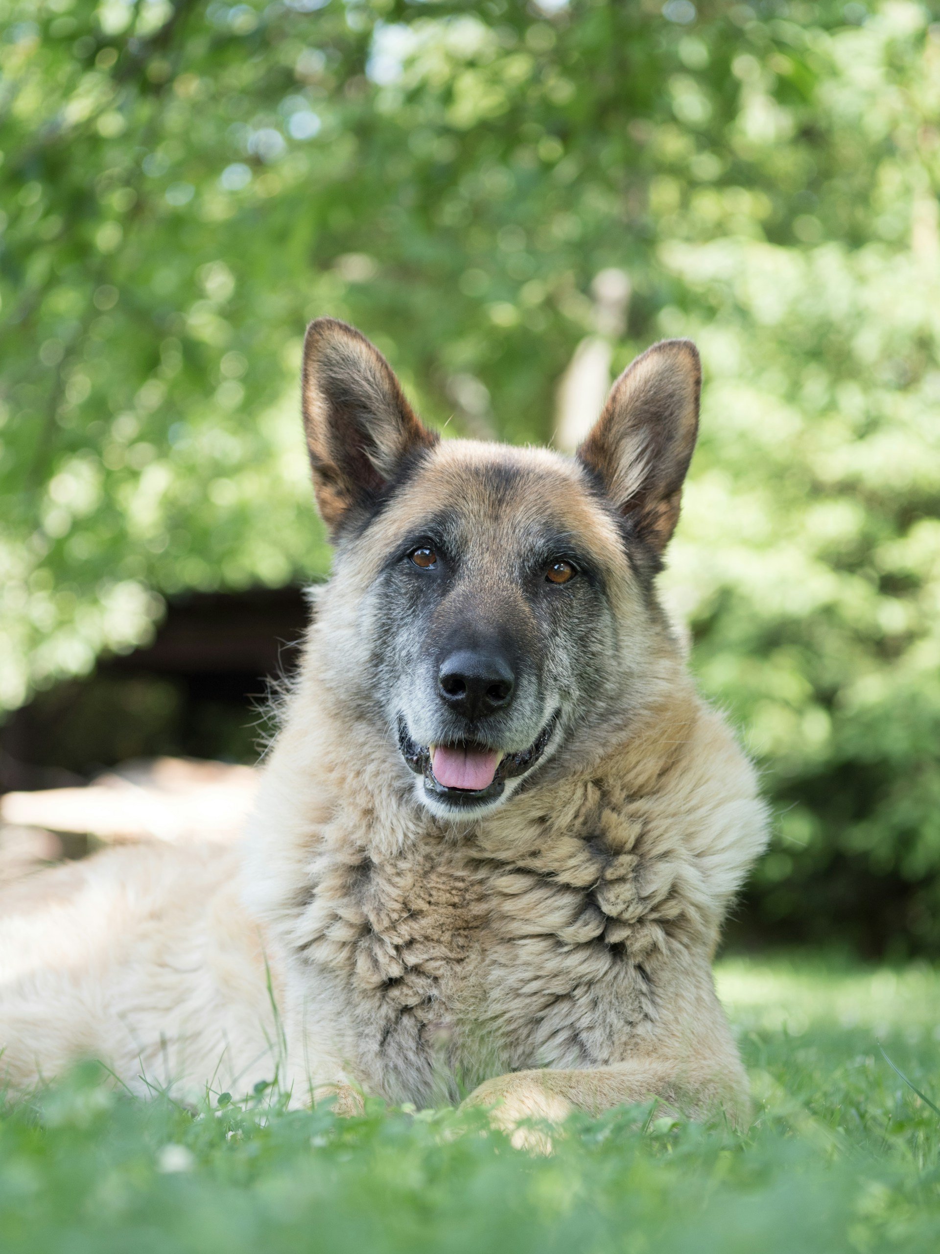 Pet-Food-South-Africa-scaled-1