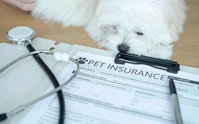 Pet Insurance in South Africa: How to Choose the Right Plan in 2026