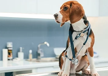 Hydration for Pets: Signs, Tips and Care Guide