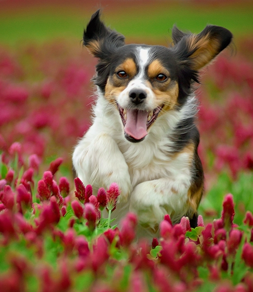Joint care in young dog running through field