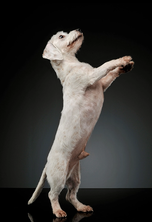 dog excersising to help with joint care