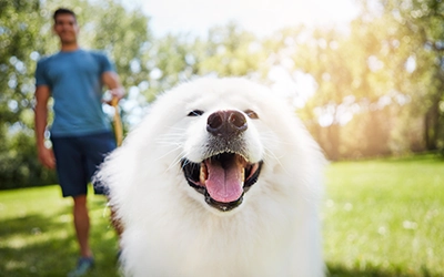 Joint Care for Dogs South Africa – How to Keep Tails Wagging for Years to Come