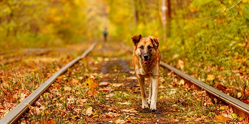 elder dog going on a walk