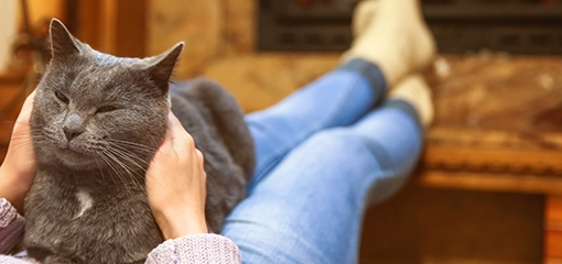 Cat being kept warm in the winter