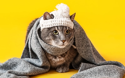 How to Keep Pets Warm This Winter in South Africa