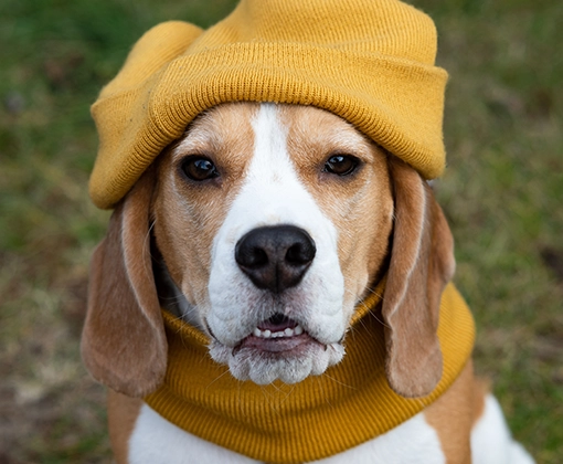 pet being kept warm in Nelspruit