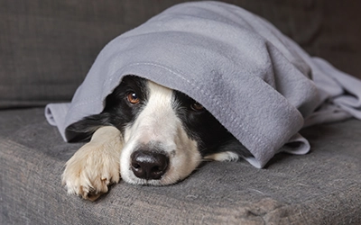 Winter Pet Care Tips for Dogs and Cats in Pretoria