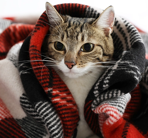 Cat under a blanket in Winter