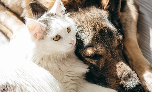Pets sunbathing in winter